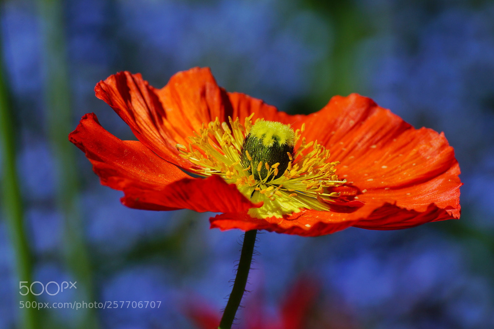 Sony SLT-A77 sample photo. Poppy photography
