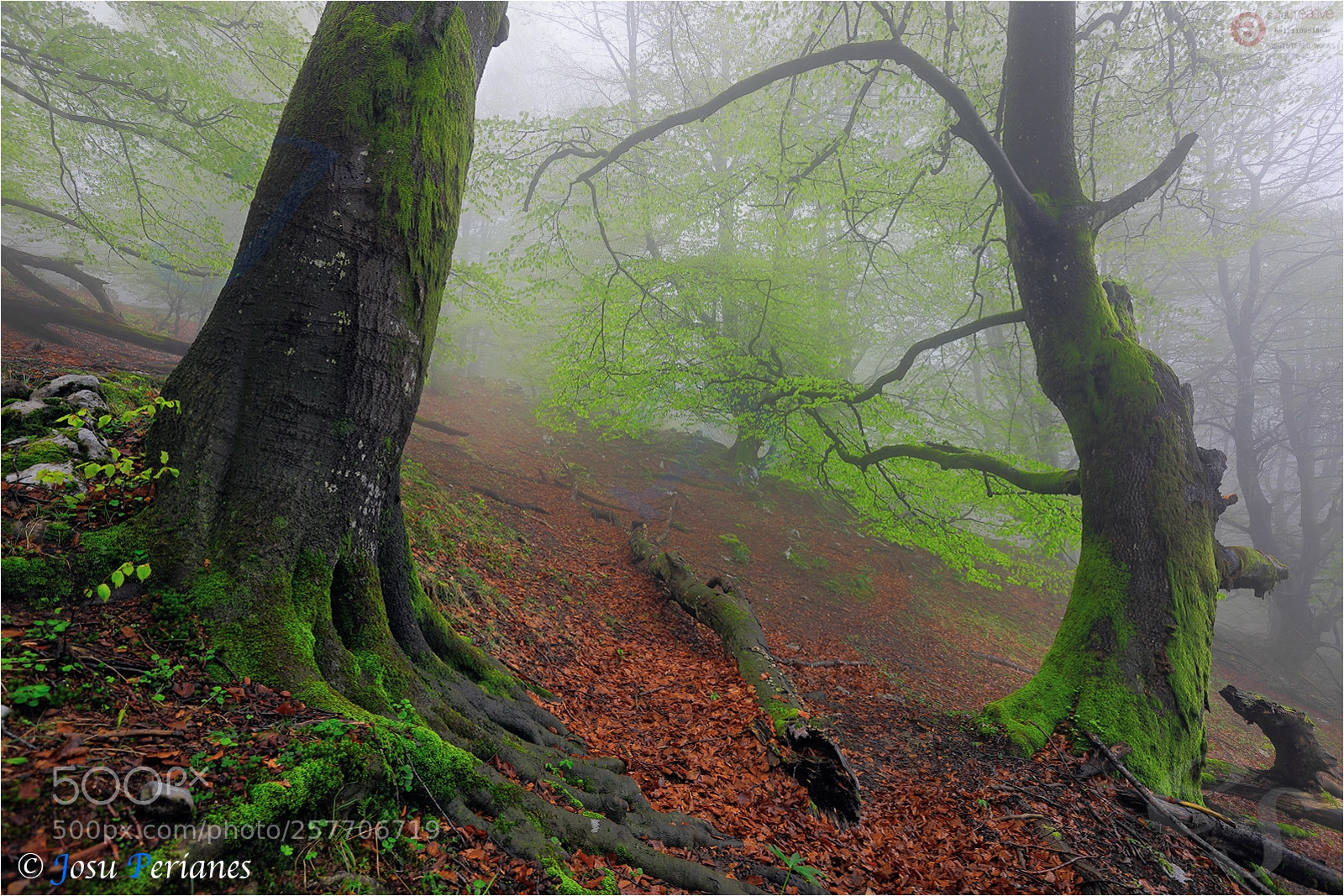 Canon EOS 5D Mark IV sample photo. El bosque animado animado photography