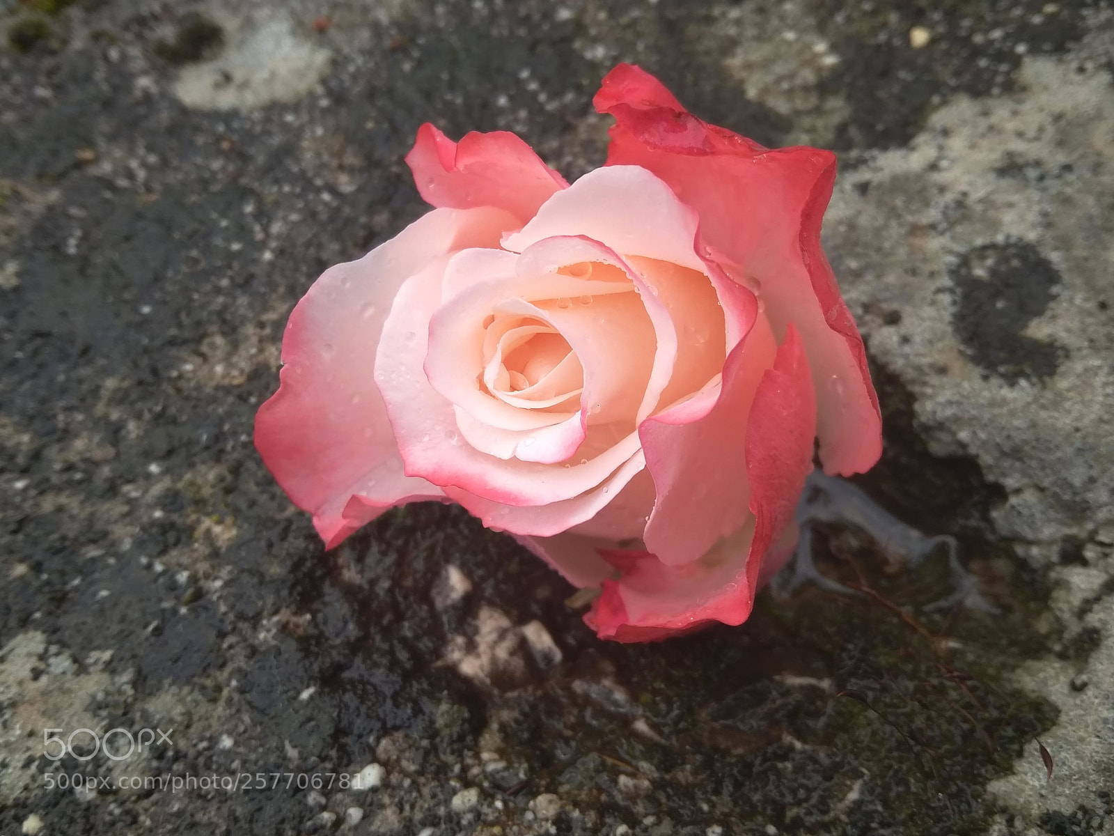 Xiaomi Redmi 4A sample photo. Rose photography