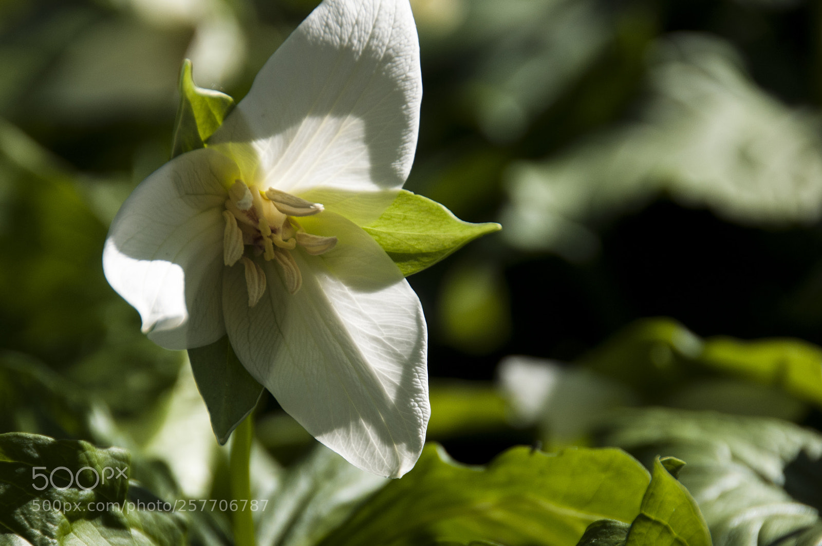 Nikon D300S sample photo. White flower photography