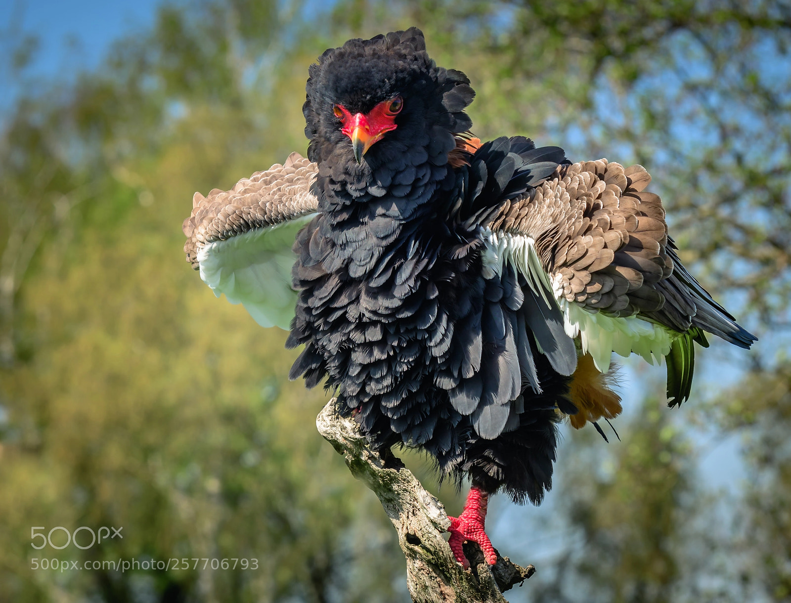 Nikon D500 sample photo. Bateleur, berghaan photography
