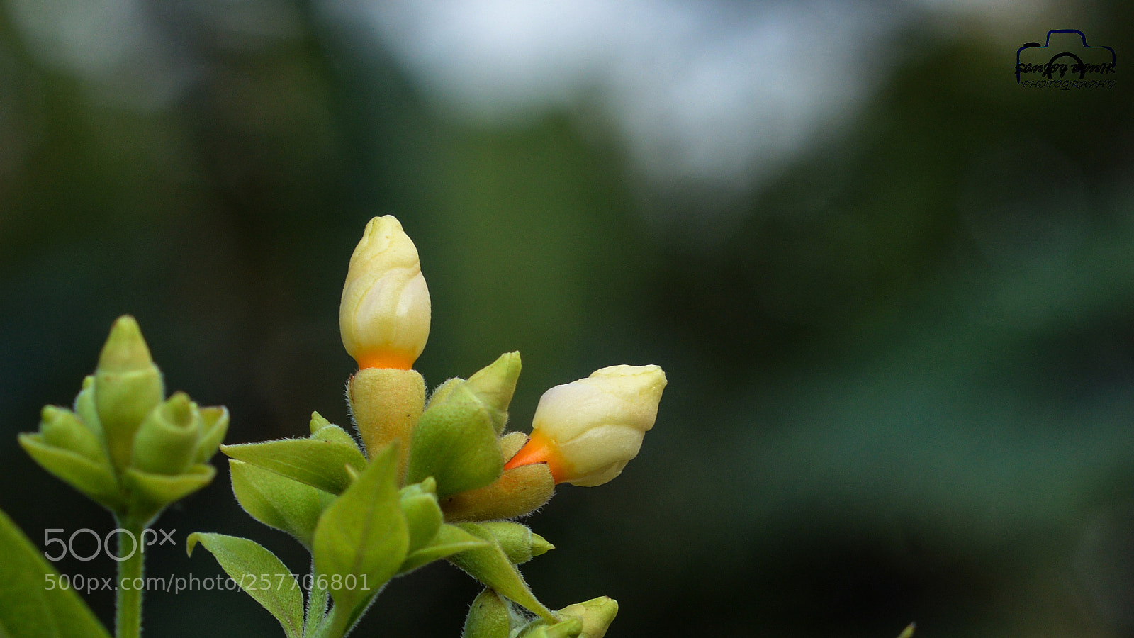 Nikon D3200 sample photo. Nyctanthes arbor-tristis photography
