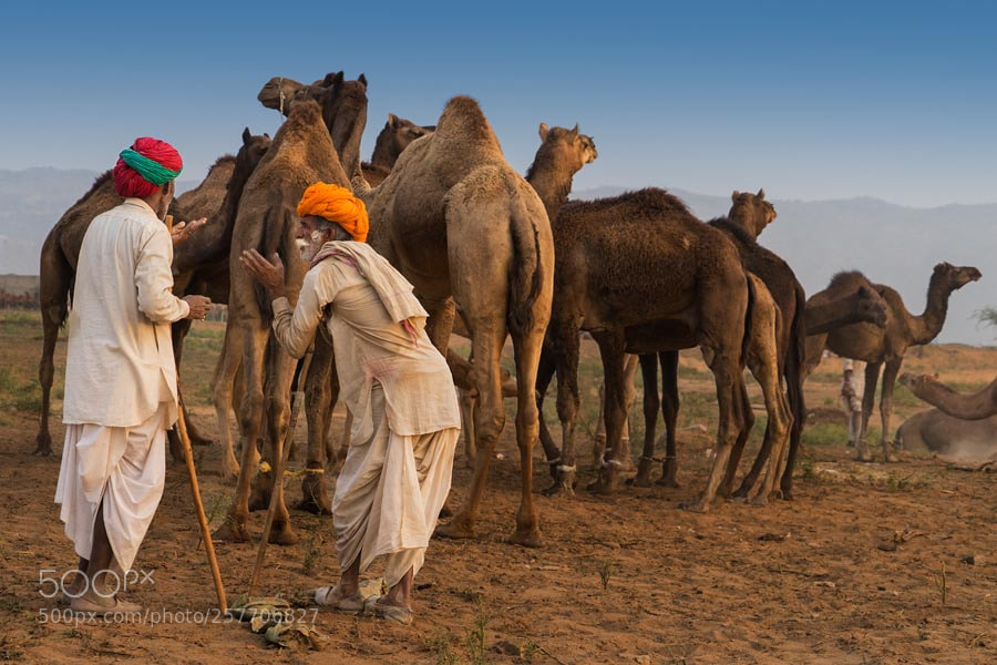 Sony a7 sample photo. Conversations pushkar mela. rajasthan photography