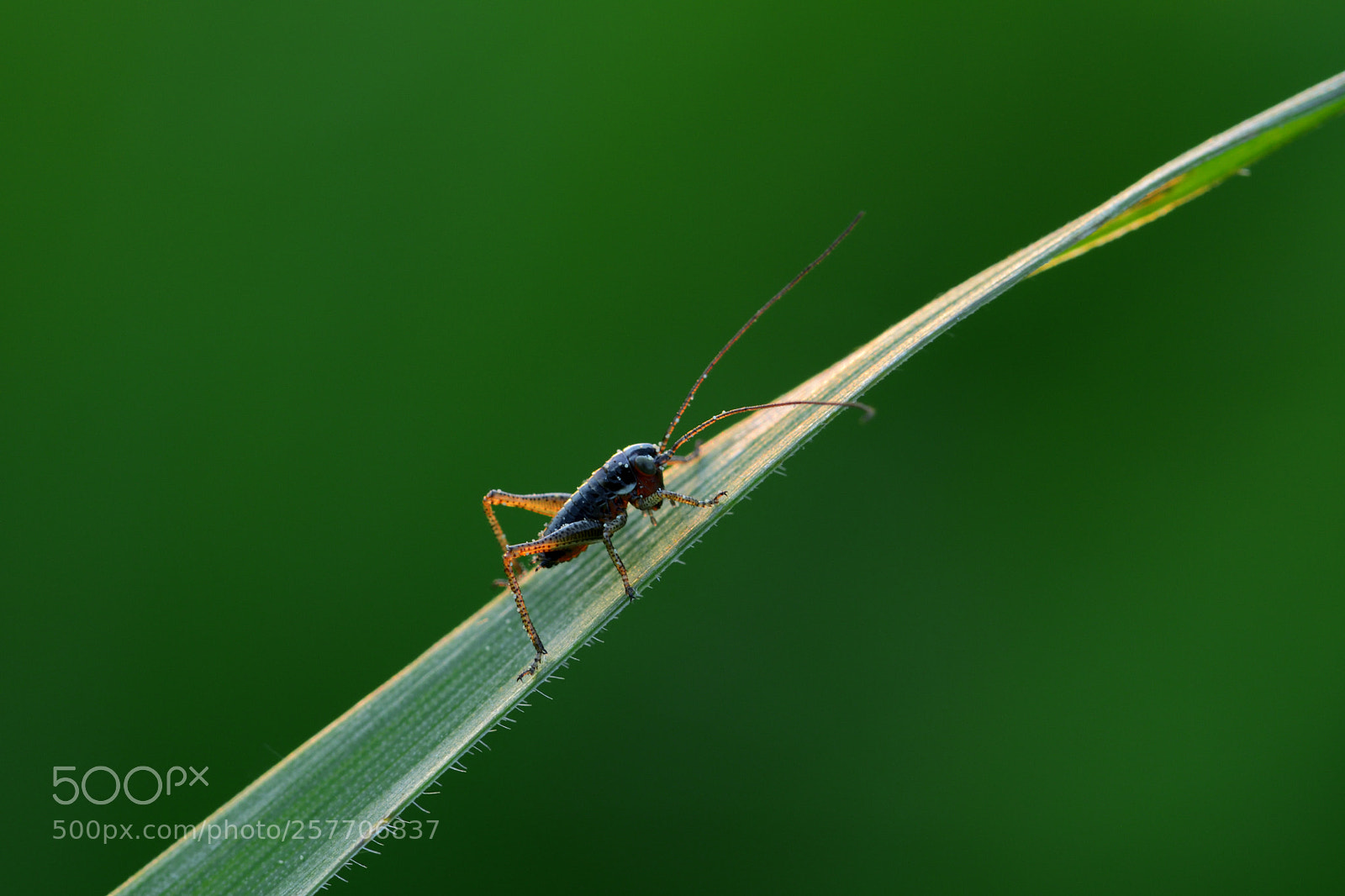 Nikon D7500 sample photo. Teeny tiny grasshopper photography