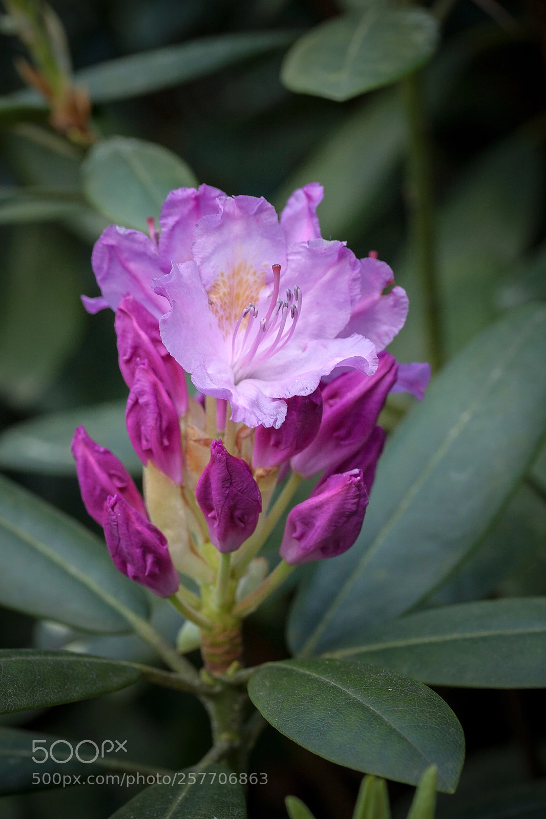 Canon EOS 50D sample photo. Rhododendron in kromlau, germany photography