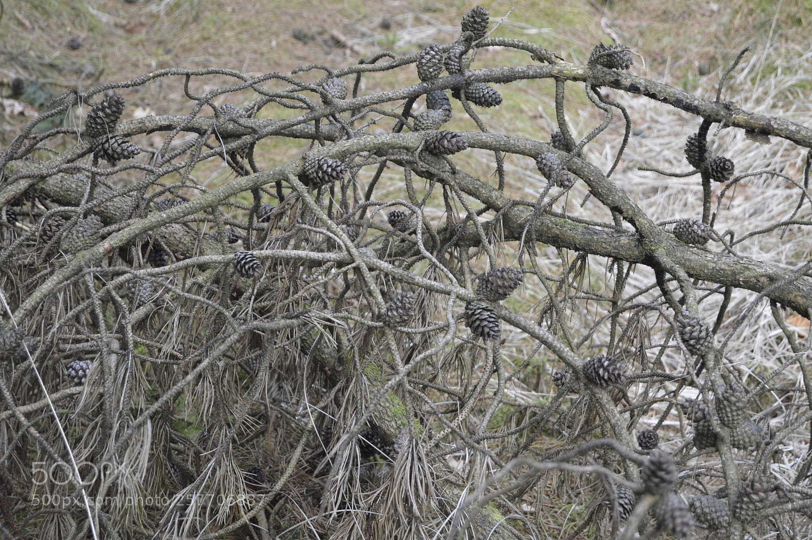 Nikon D3200 sample photo. Dansk natur photography