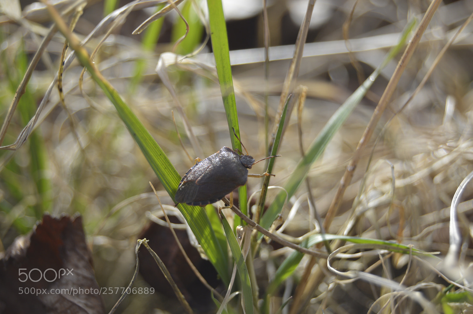 Nikon D3200 sample photo. Dansk natur photography