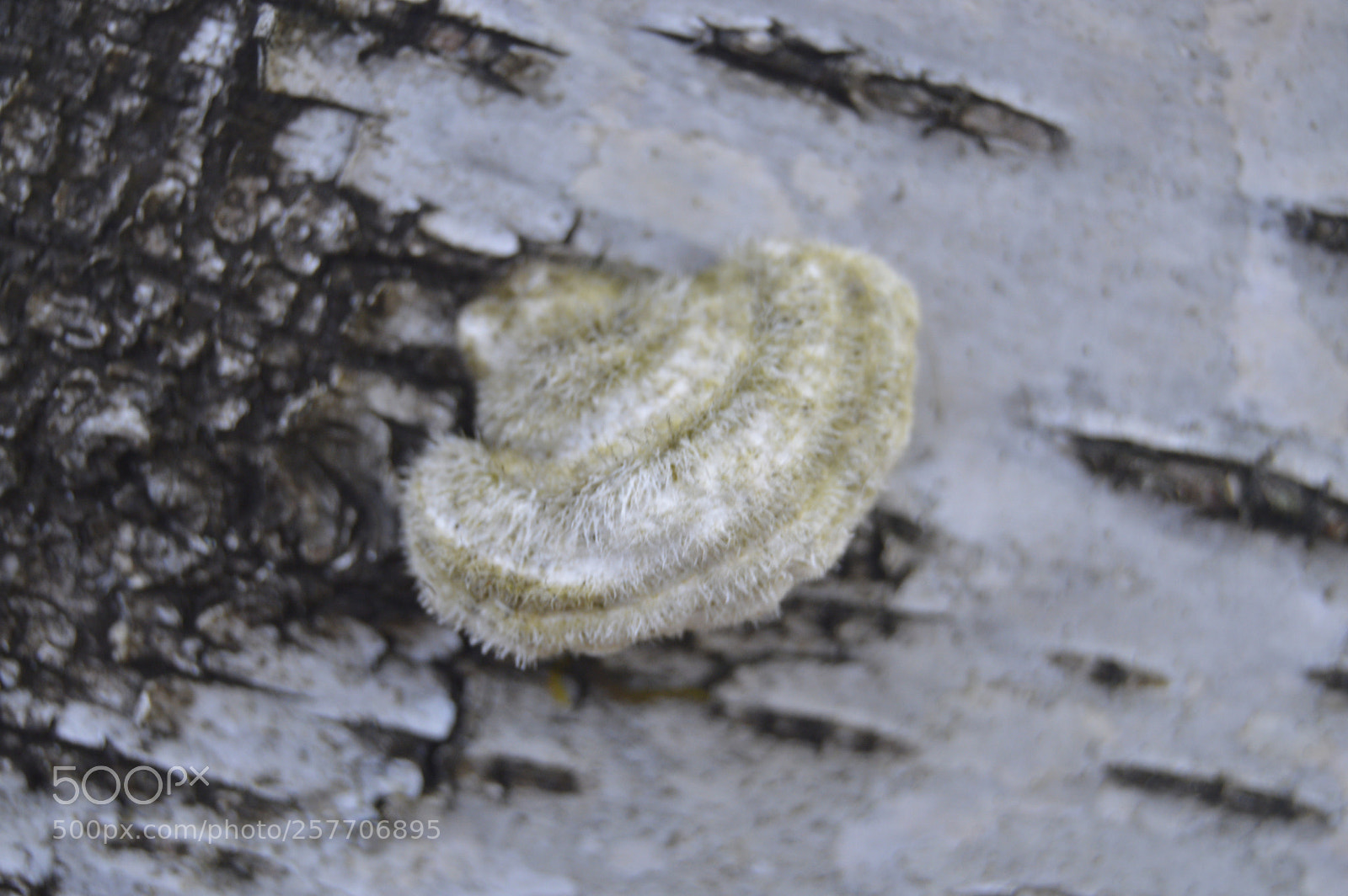 Nikon D3200 sample photo. Dansk natur photography
