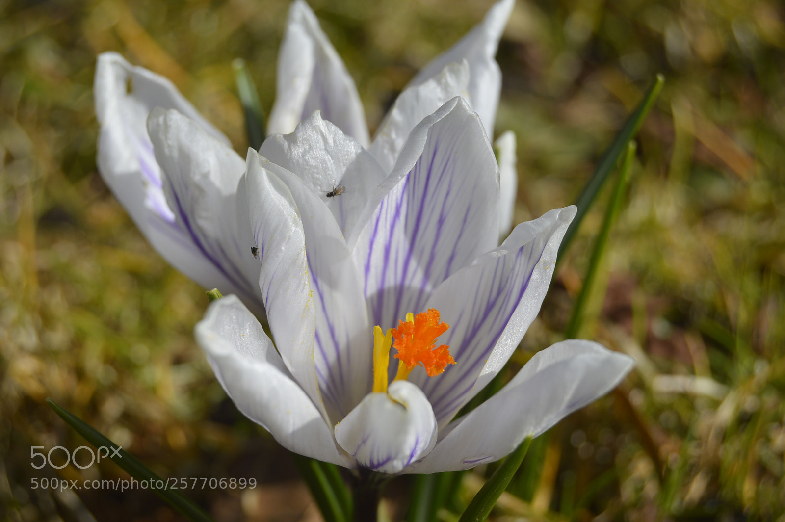 Nikon D3200 sample photo. Dansk natur photography
