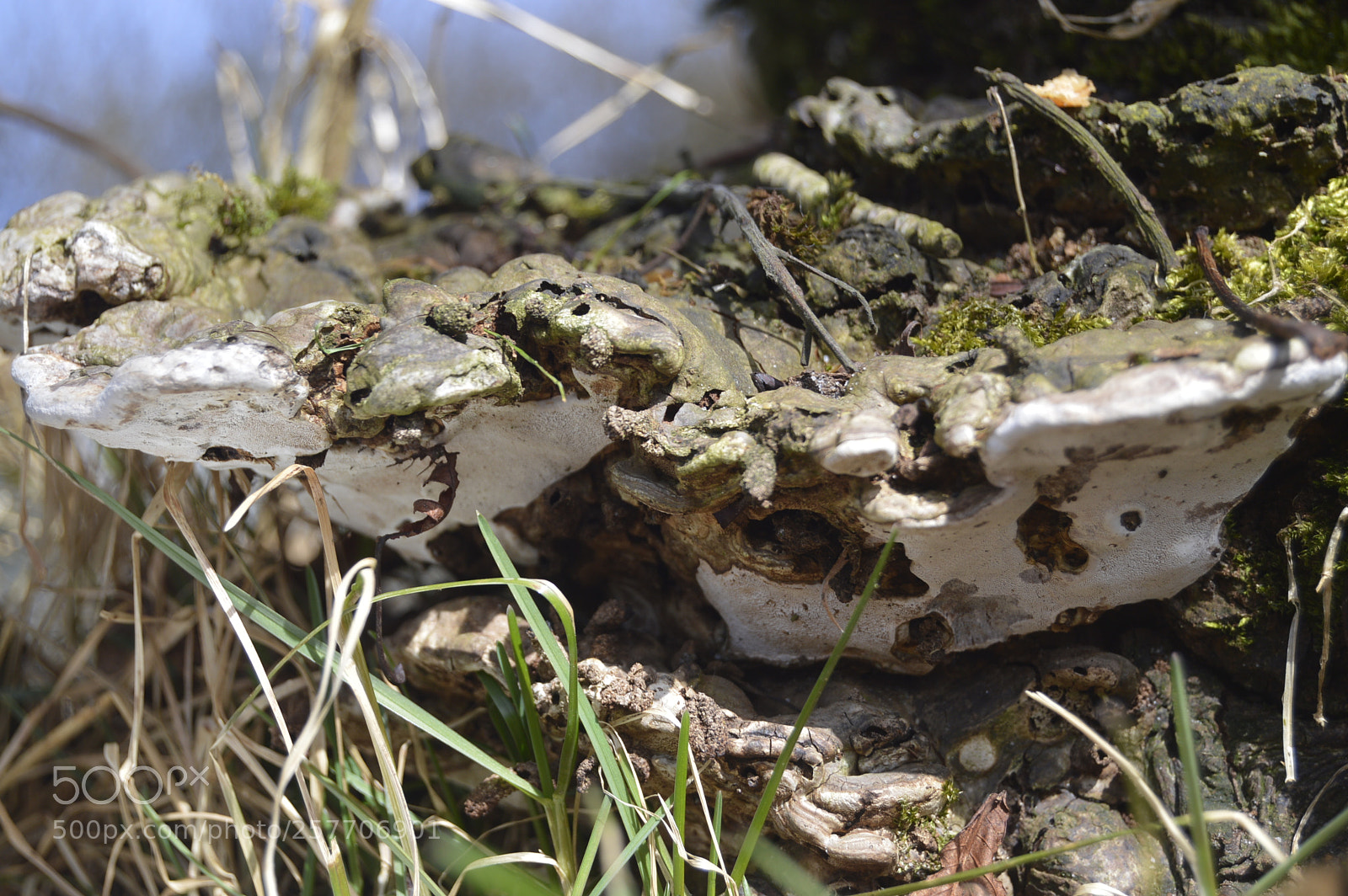 Nikon D3200 sample photo. Dansk natur photography