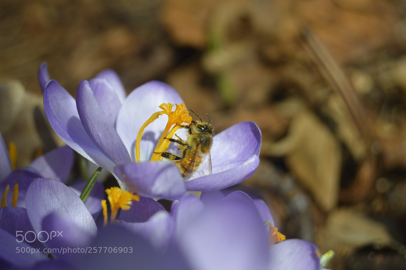 Nikon D3200 sample photo. Dansk natur photography