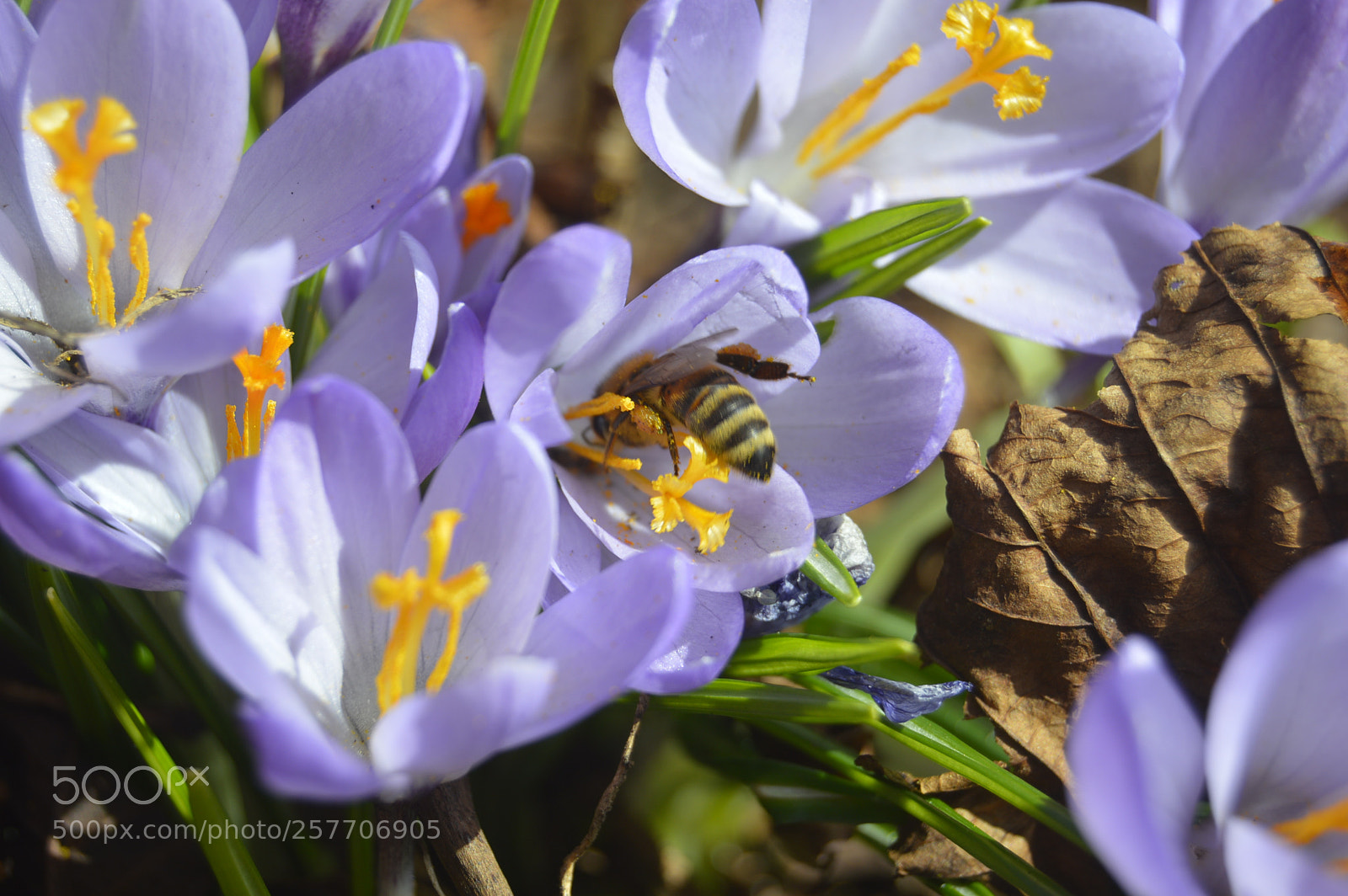 Nikon D3200 sample photo. Dansk natur photography