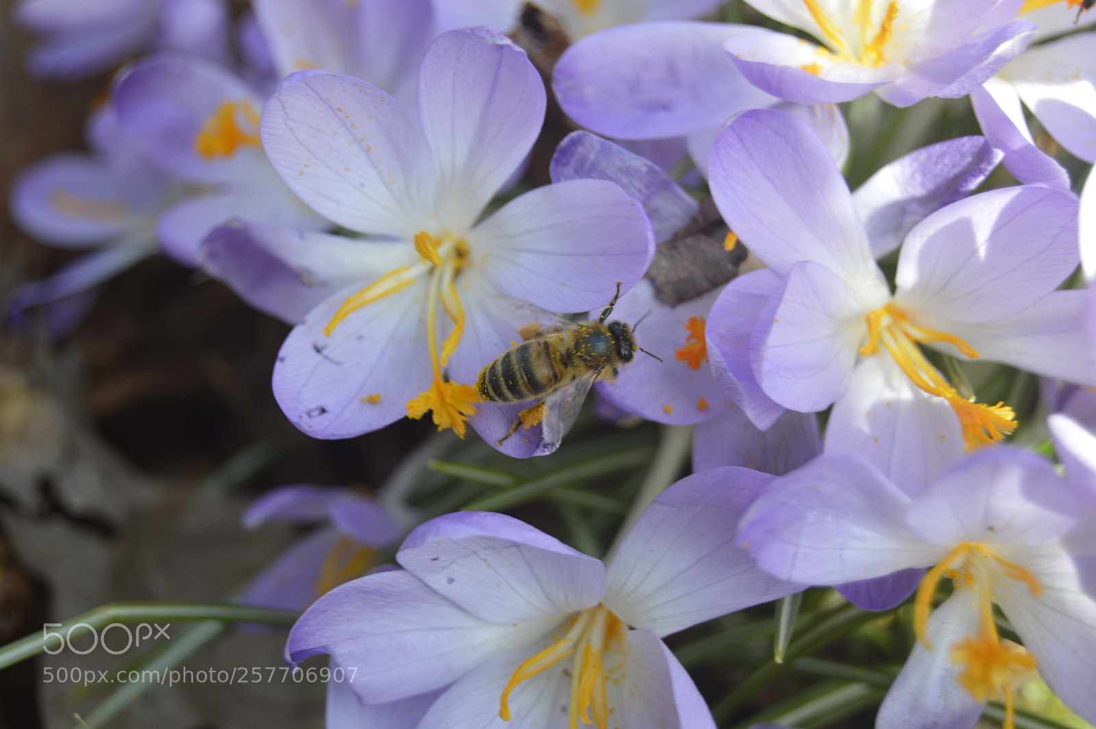 Nikon D3200 sample photo. Dansk natur photography