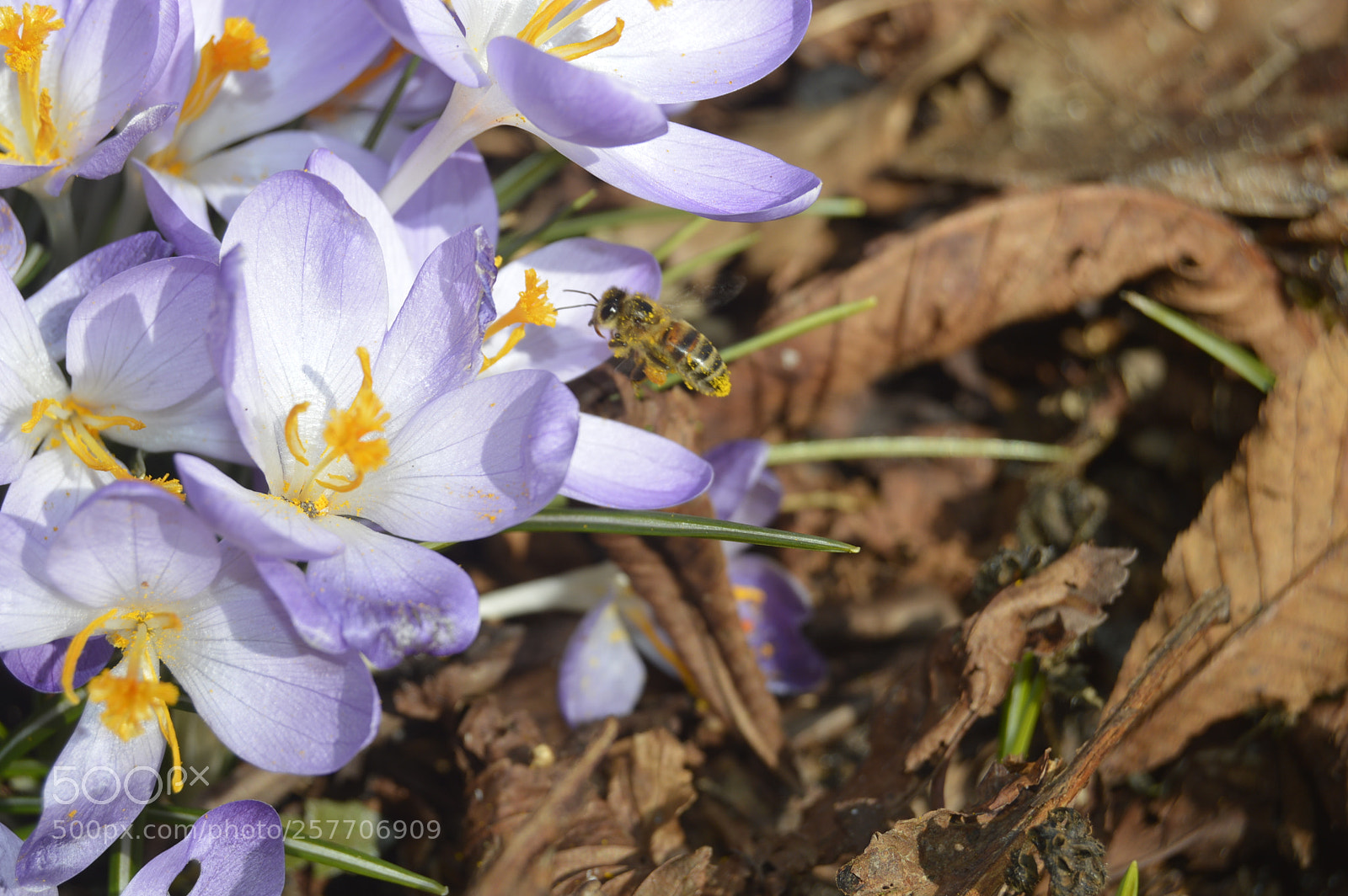 Nikon D3200 sample photo. Dansk natur photography
