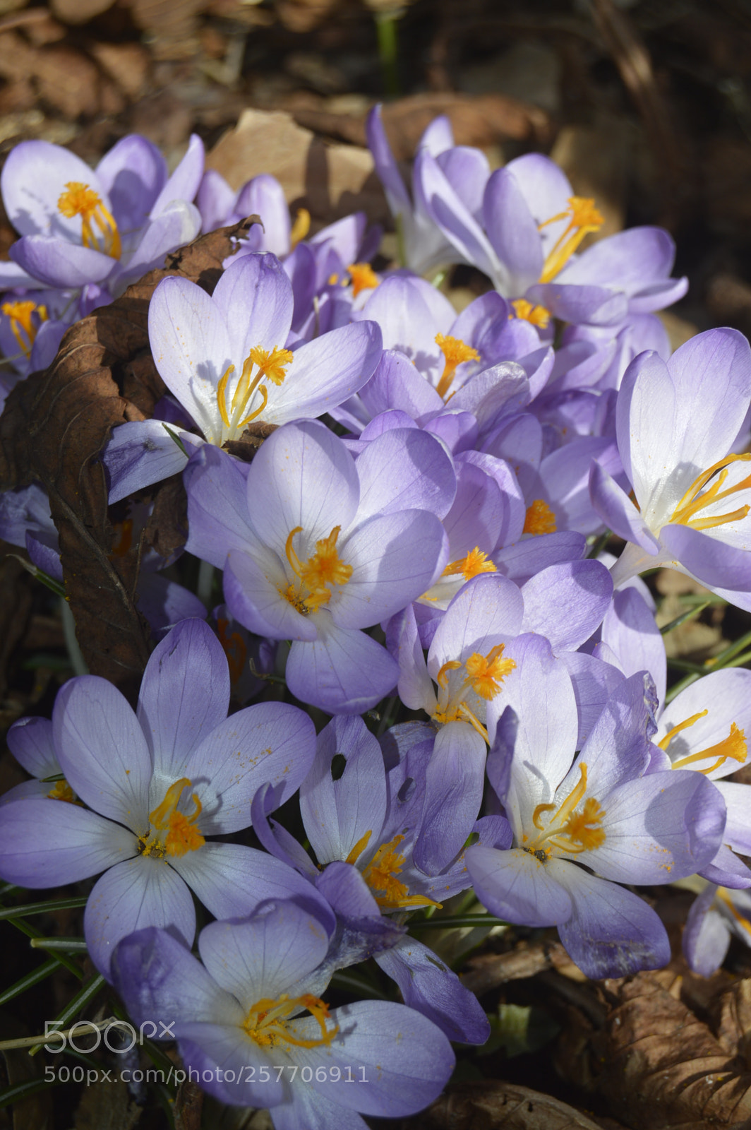 Nikon D3200 sample photo. Dansk natur photography