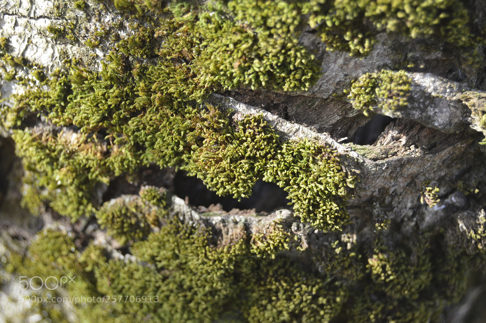 Nikon D3200 sample photo. Dansk natur photography