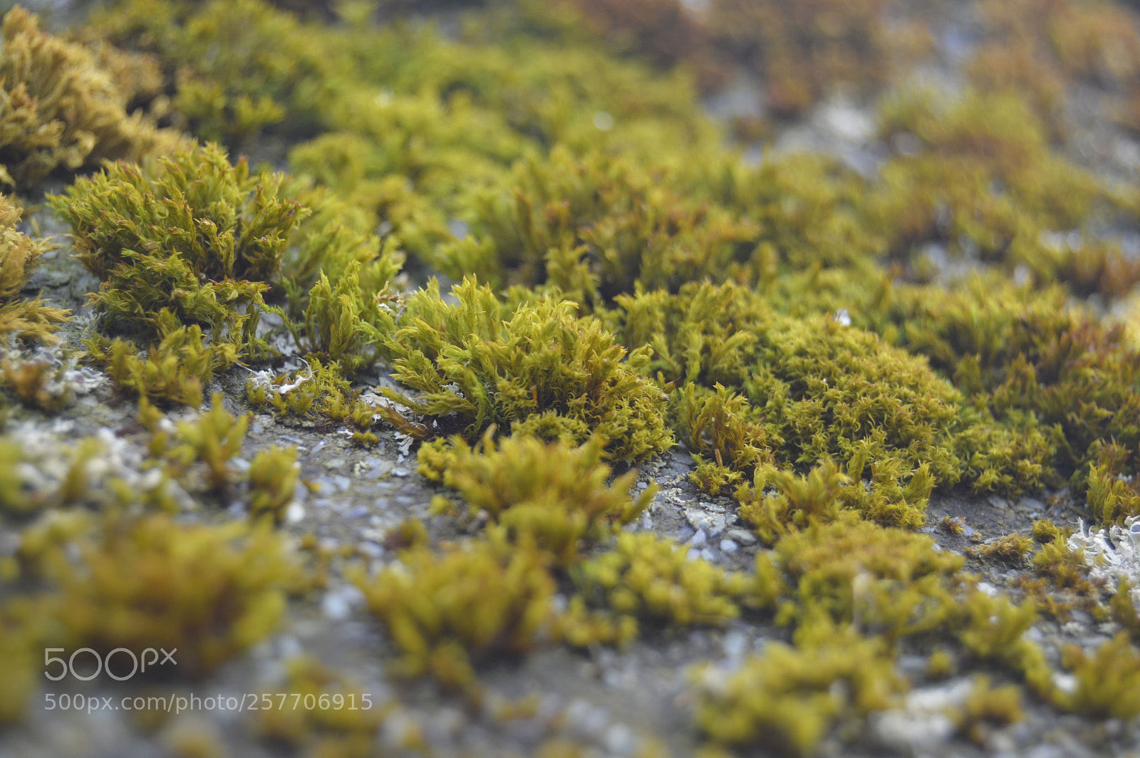 Nikon D3200 sample photo. Dansk natur photography