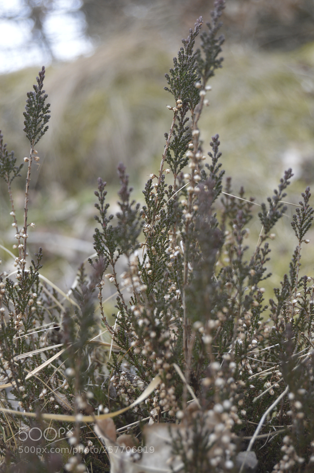 Nikon D3200 sample photo. Dansk natur photography