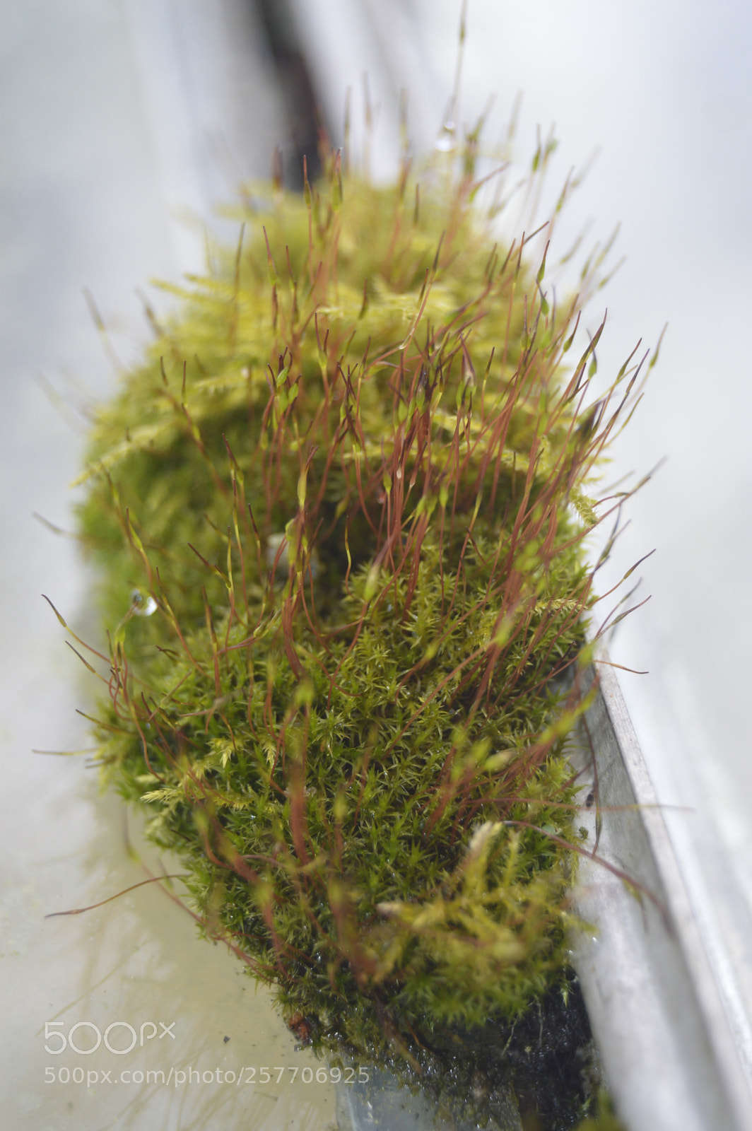 Nikon D3200 sample photo. Dansk natur photography