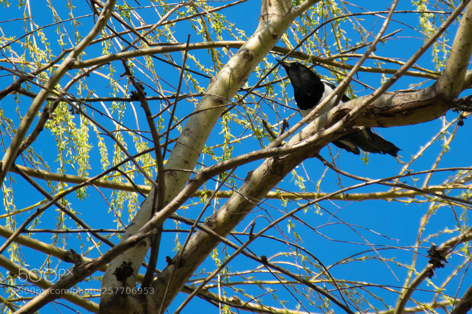 Nikon D5300 sample photo. Magpie photography
