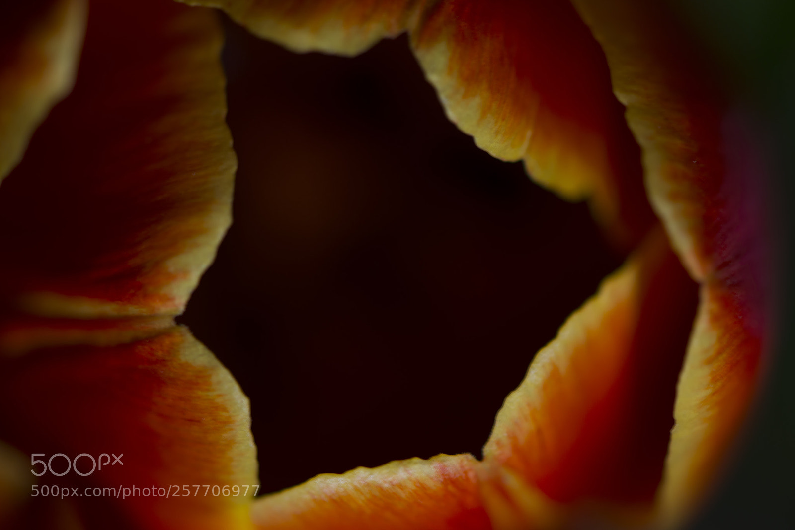 Nikon D800 sample photo. Tulip (view from above) photography