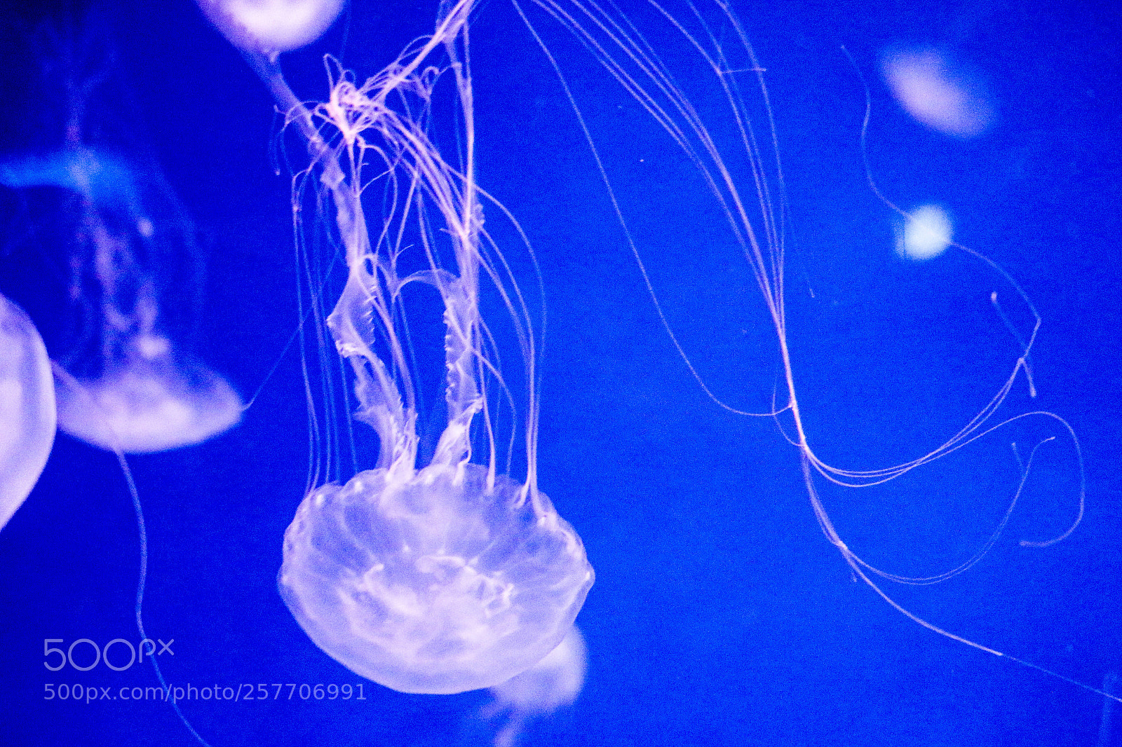 Canon EOS 70D sample photo. Jellyfish photography