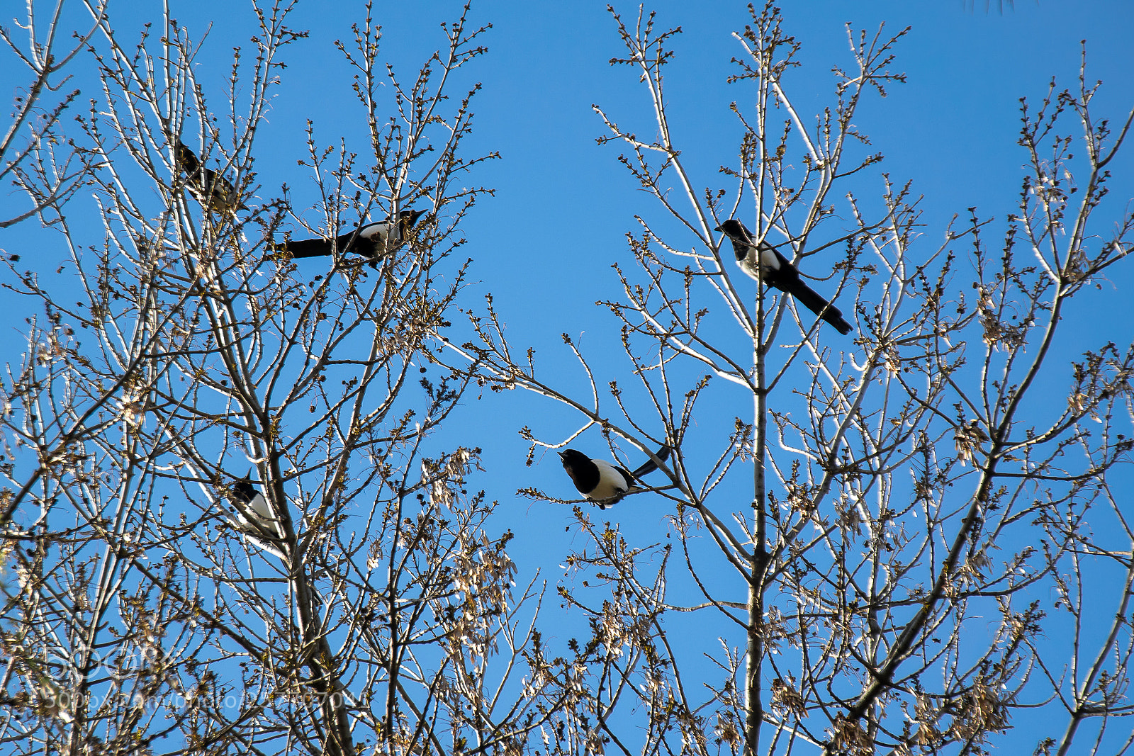 Nikon D5300 sample photo. Magpies photography