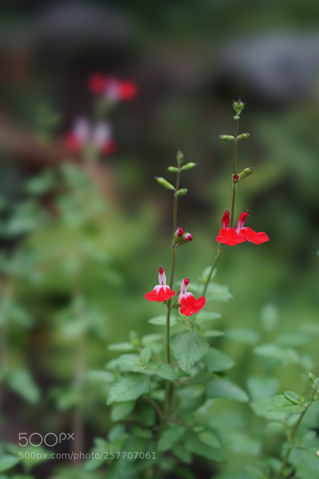 Sony a7 II sample photo. Red in green. photography