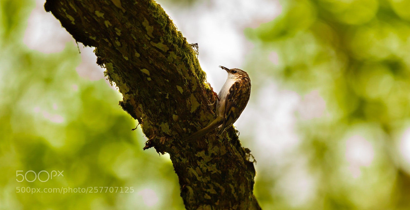 Canon EOS 70D sample photo. Treecreeper photography