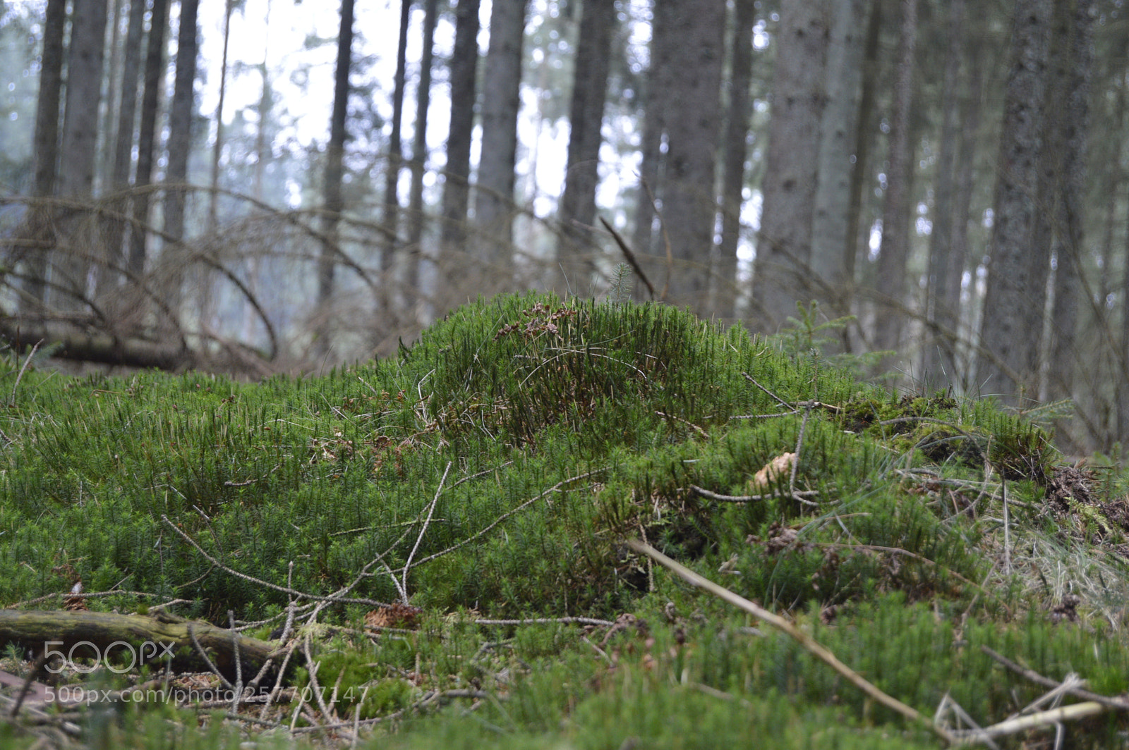 Nikon D3200 sample photo. Dansk natur photography