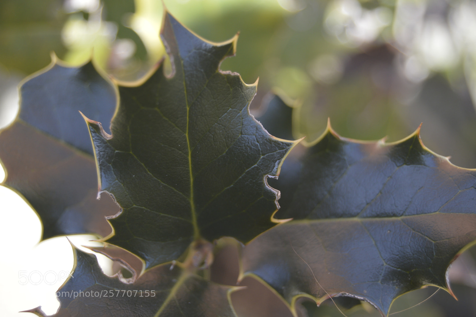 Nikon D3200 sample photo. Dansk natur photography