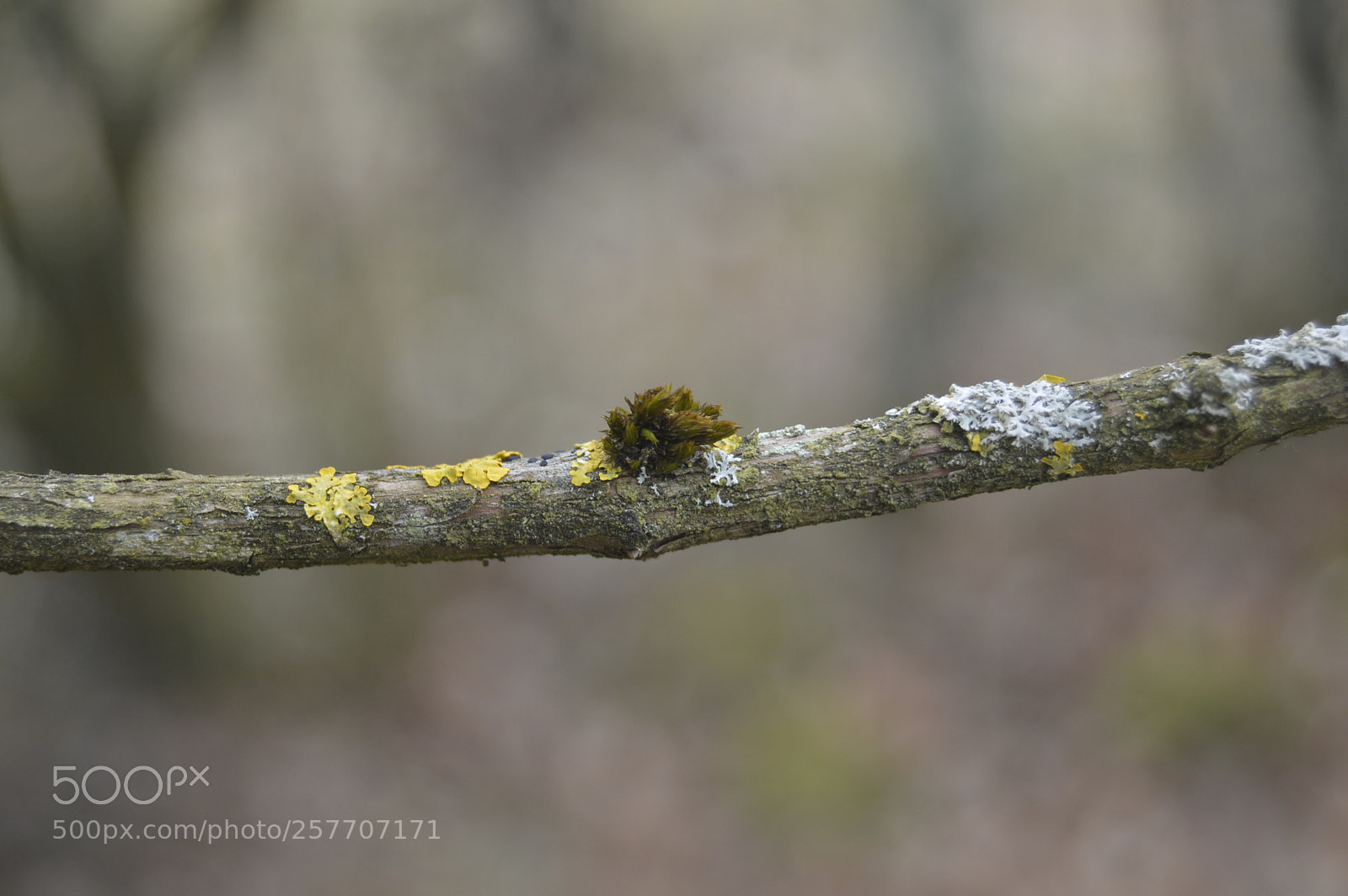 Nikon D3200 sample photo. Dansk natur photography