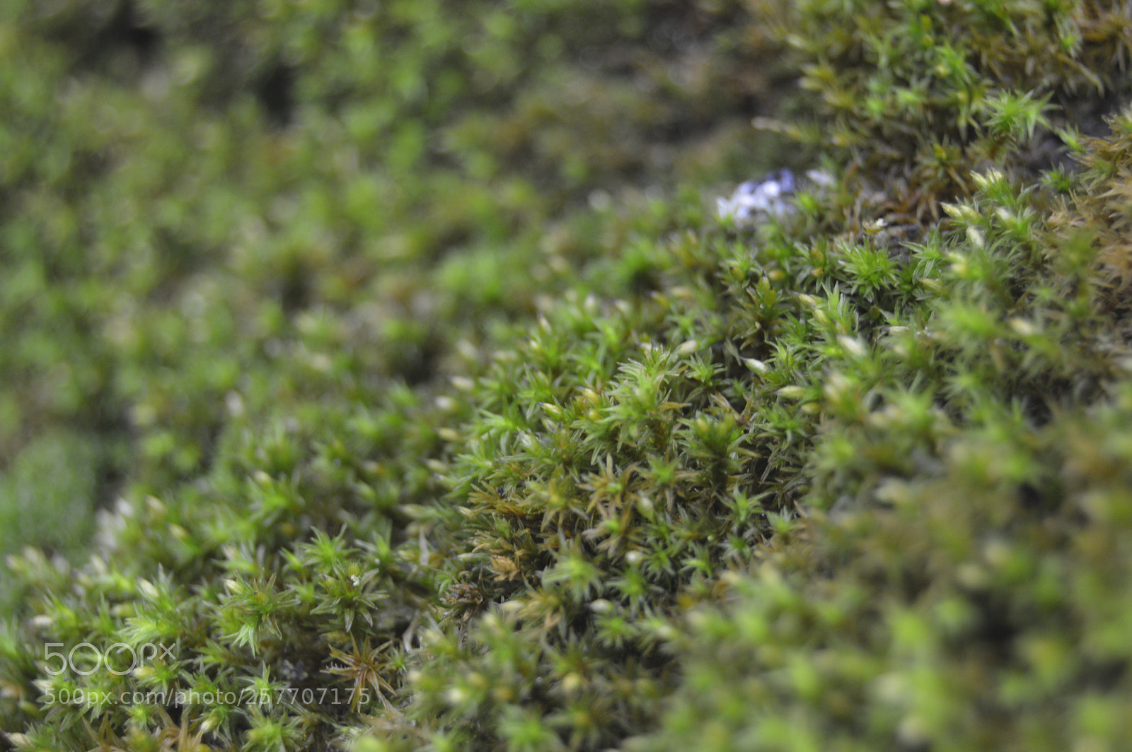 Nikon D3200 sample photo. Dansk natur photography