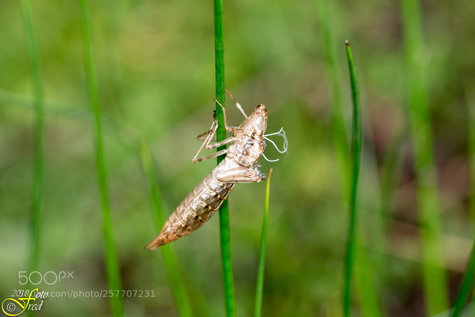 Nikon D800 sample photo. Golden cocoon photography