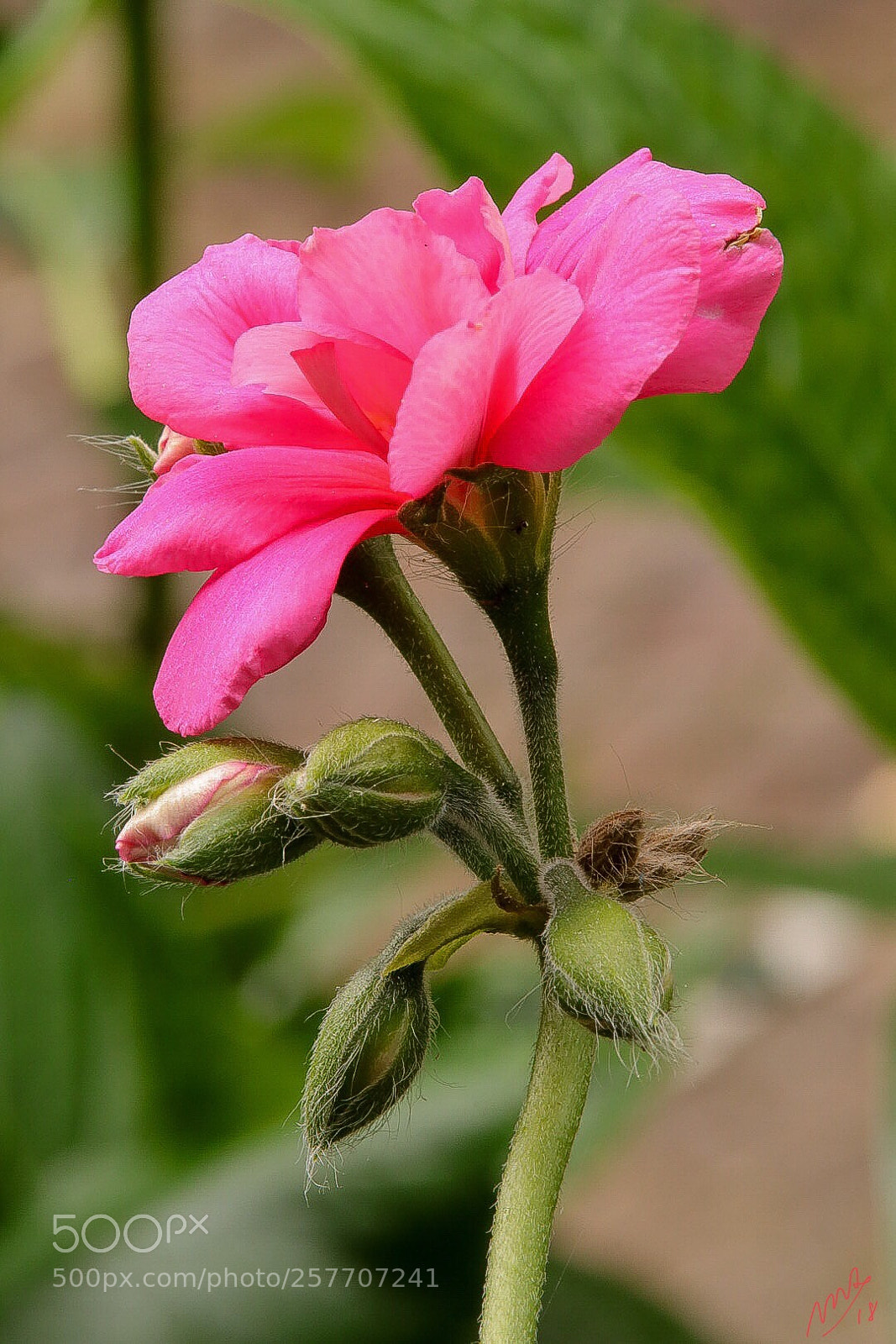 Canon EOS M50 (EOS Kiss M) sample photo. Just out of my photography