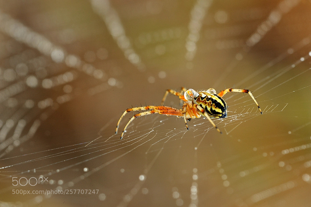 Nikon D700 sample photo. Spider world photography