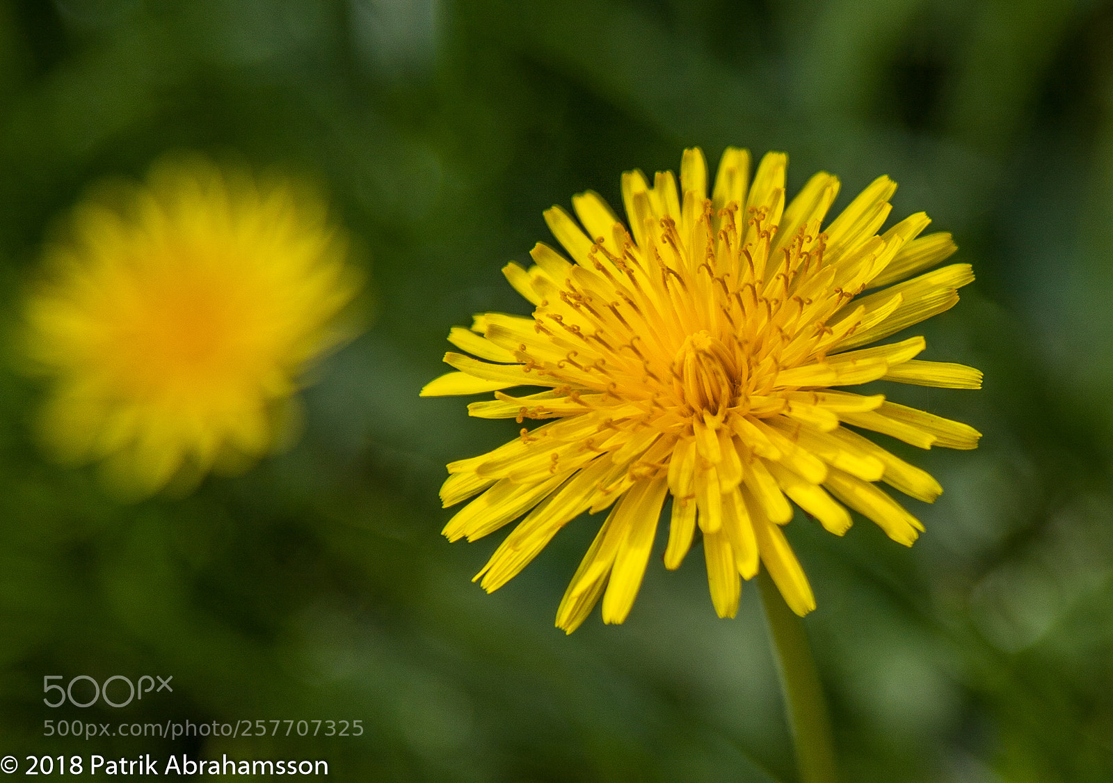 Canon EOS 5D Mark II sample photo. Dandelion photography