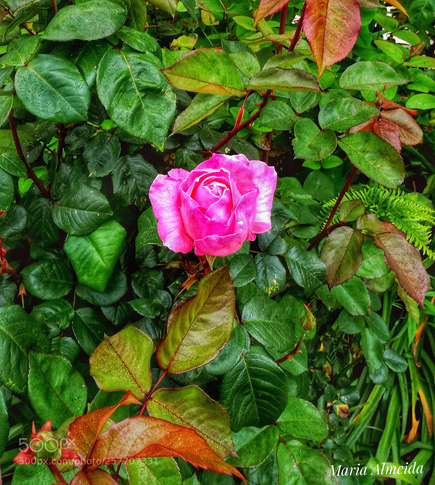 HUAWEI P9 LITE sample photo. Rose rose photography