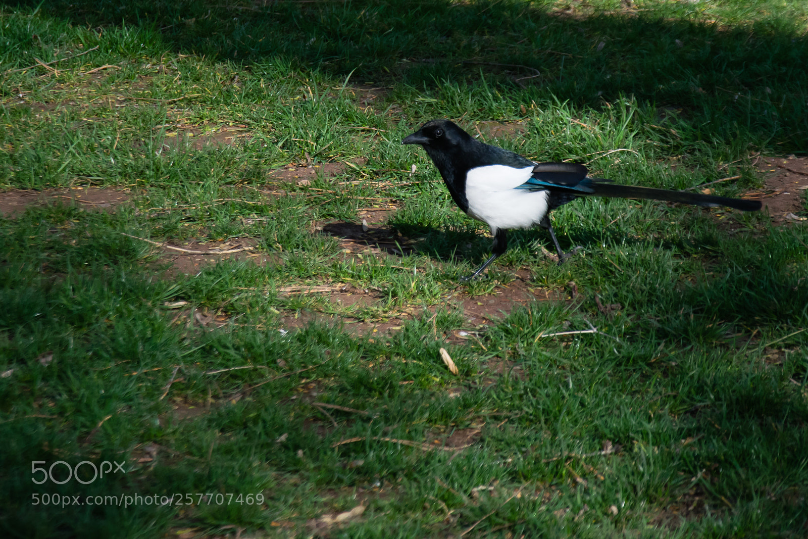 Nikon D5300 sample photo. Magpie photography