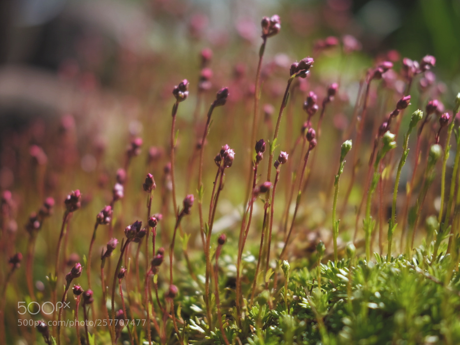 Fujifilm X-T1 sample photo. In the garden#2 photography