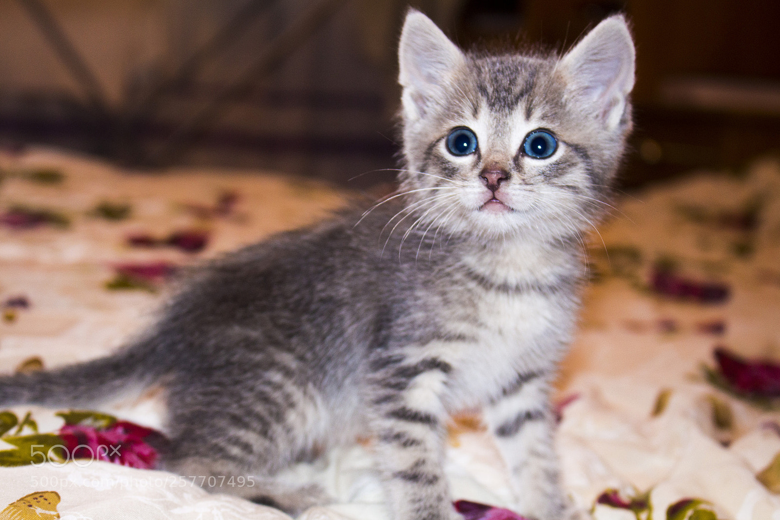 Canon EOS 700D (EOS Rebel T5i / EOS Kiss X7i) sample photo. My new cat photography