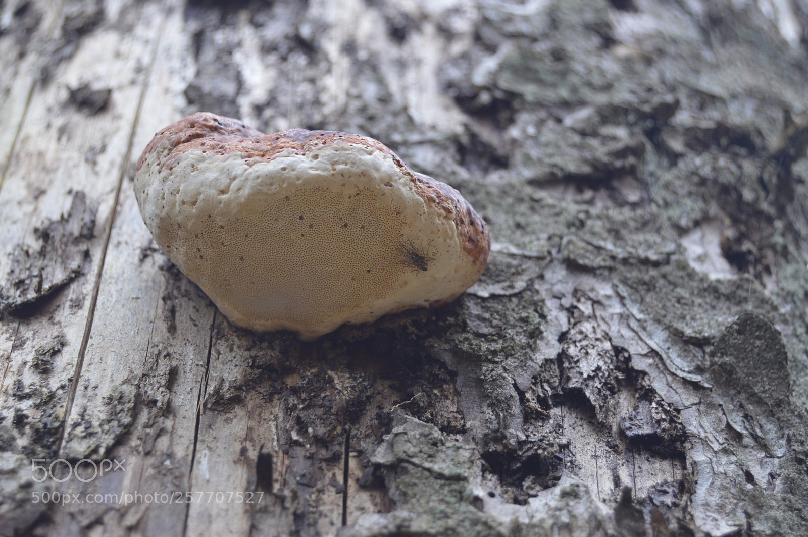 Nikon D3200 sample photo. Dansk natur photography