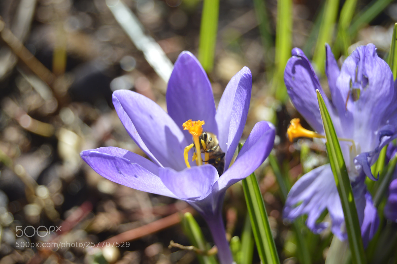 Nikon D3200 sample photo. Dansk natur photography