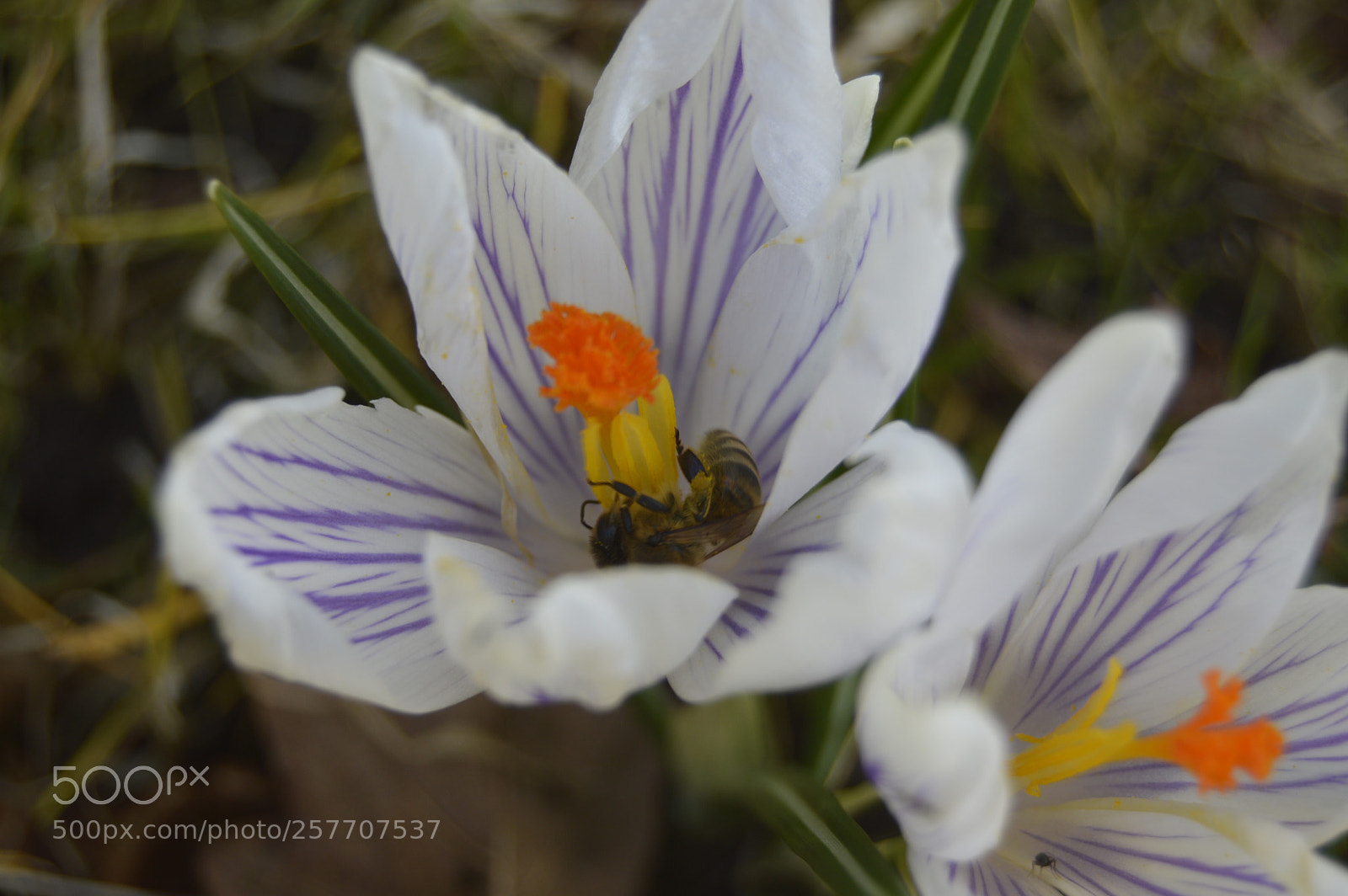 Nikon D3200 sample photo. Dansk natur photography
