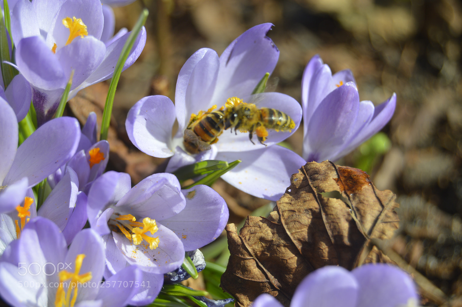 Nikon D3200 sample photo. Dansk natur photography