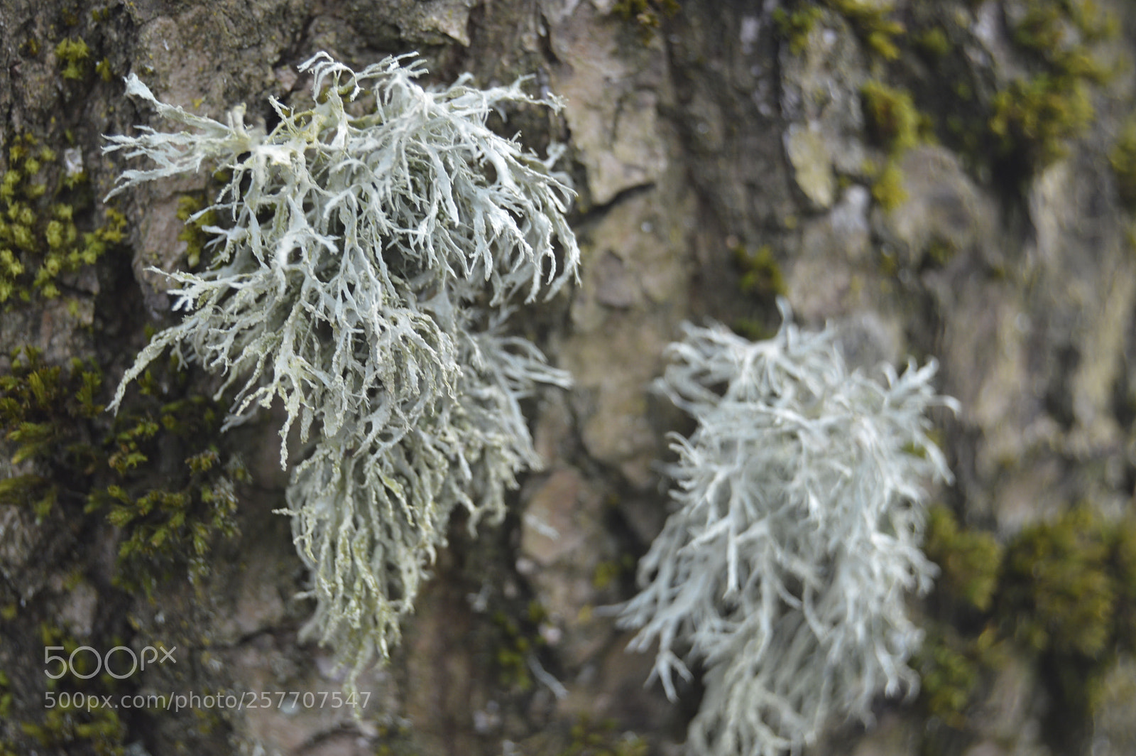 Nikon D3200 sample photo. Dansk natur photography