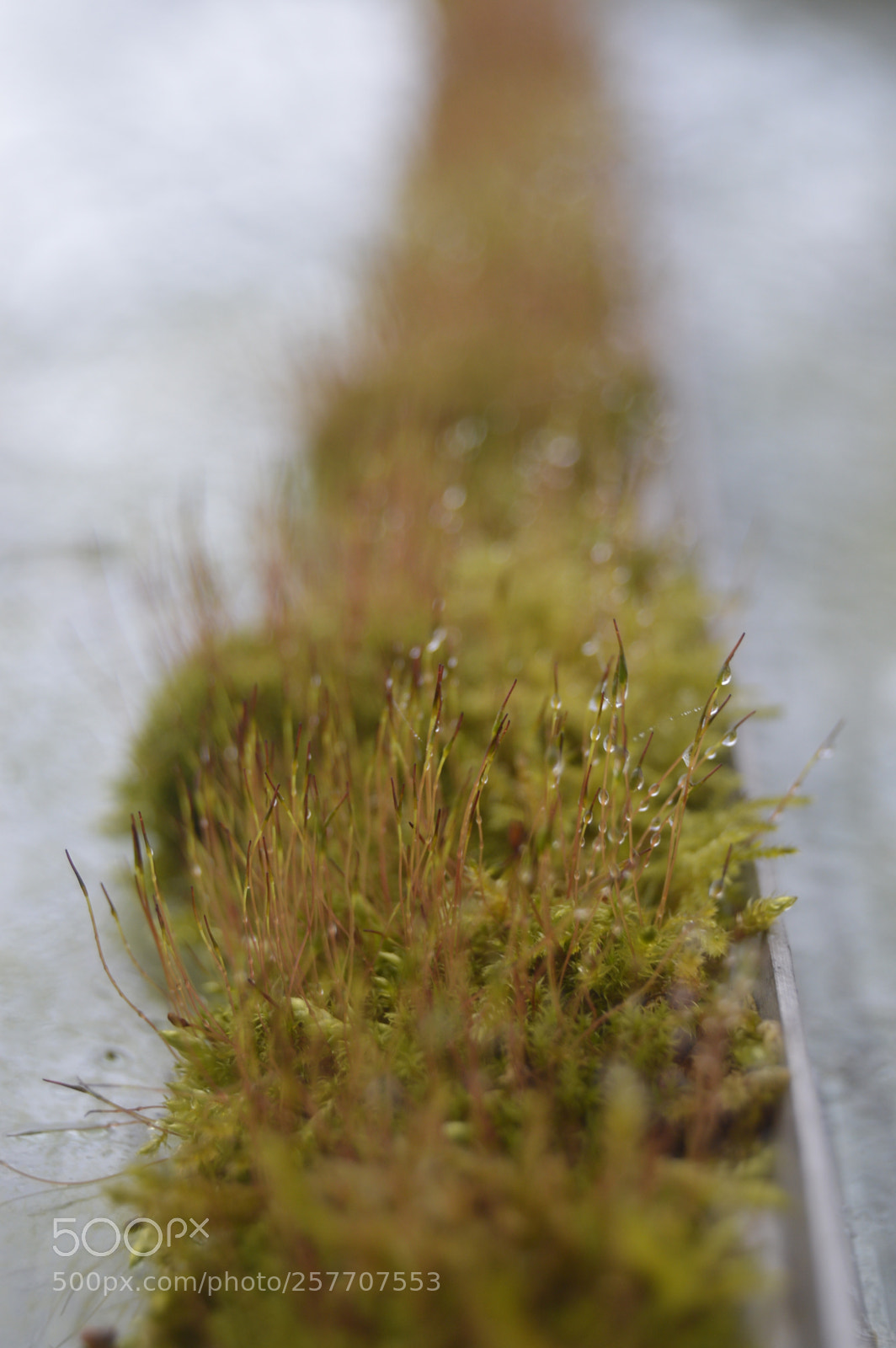 Nikon D3200 sample photo. Dansk natur photography