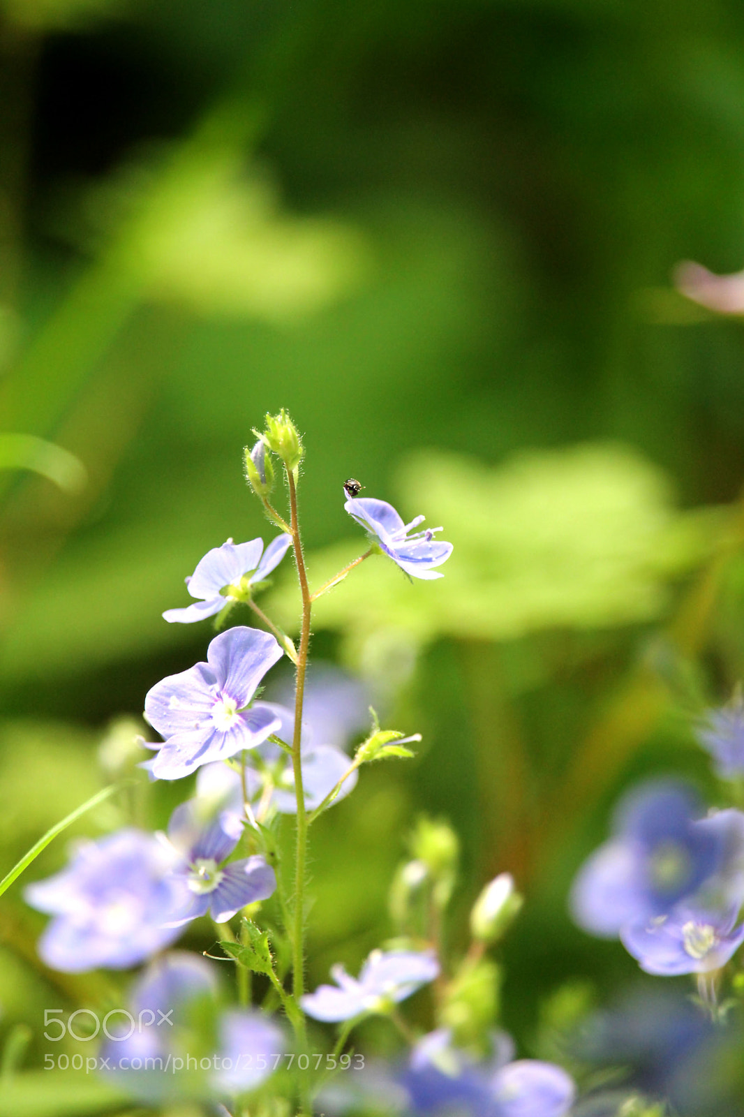 Canon EOS 1100D (EOS Rebel T3 / EOS Kiss X50) sample photo. Macro, wild flowers. photography
