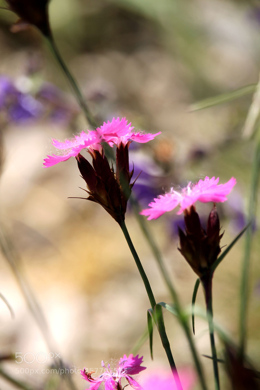 Canon EOS 1100D (EOS Rebel T3 / EOS Kiss X50) sample photo. Macro, wild flowers. photography