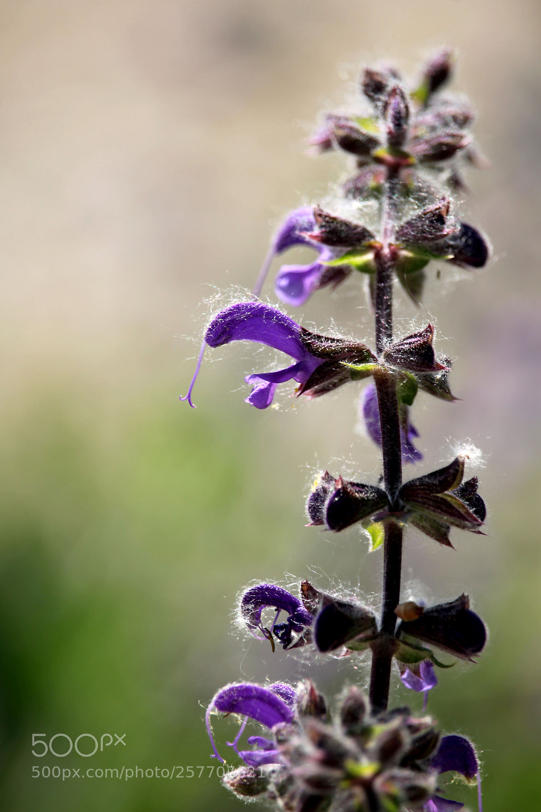 Canon EOS 1100D (EOS Rebel T3 / EOS Kiss X50) sample photo. Macro, wild flowers. photography
